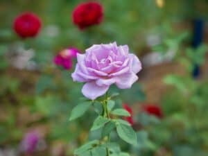Rosa Damascena lilla in fiore al Rosarium di Kazanlak in Bulgaria, con altre rose sullo sfondo