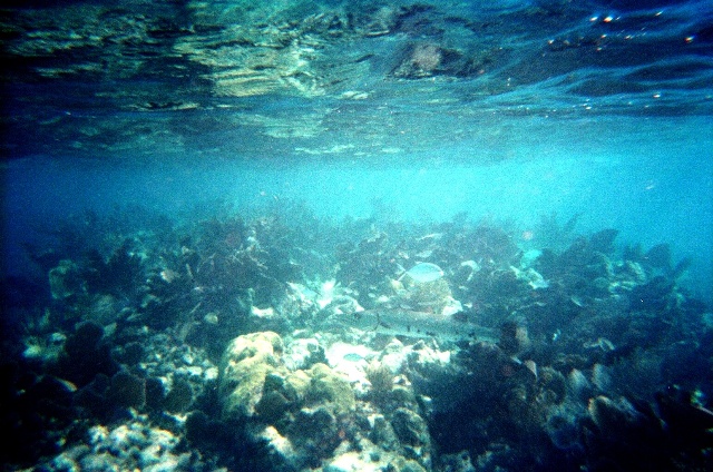 Immagine sott'acqua con coralli e pesci colorati.