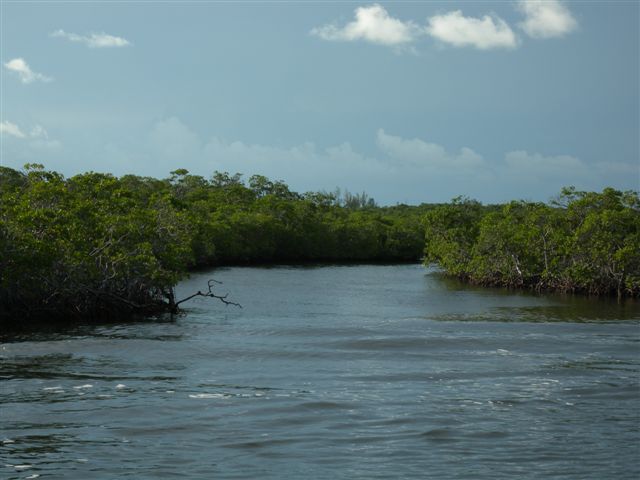 Fiume con vegetazione lussureggiante e cielo nuvoloso.