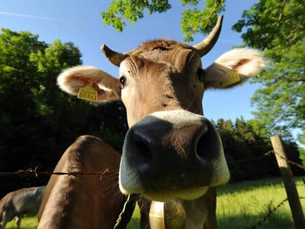 Una mucca al pascolo nei prati intorno a Füssen